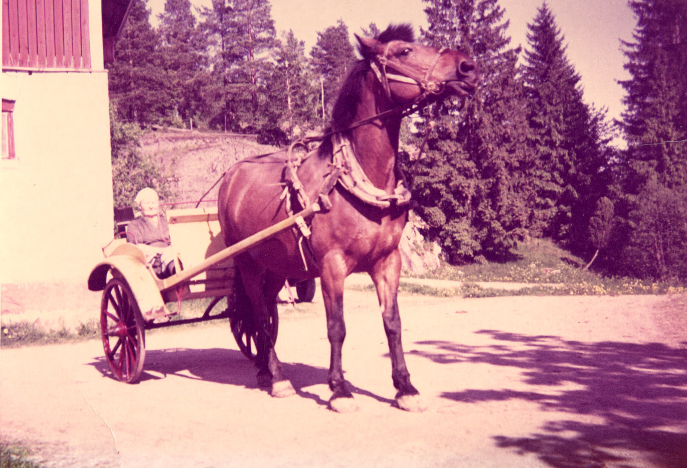 Porvoo Museum collects memories of horses Porvoo Museum
