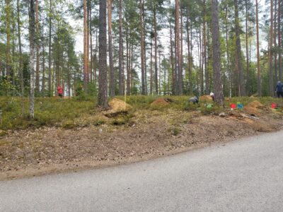 Kivikautinen asuinpaikka mäntymetsässä.