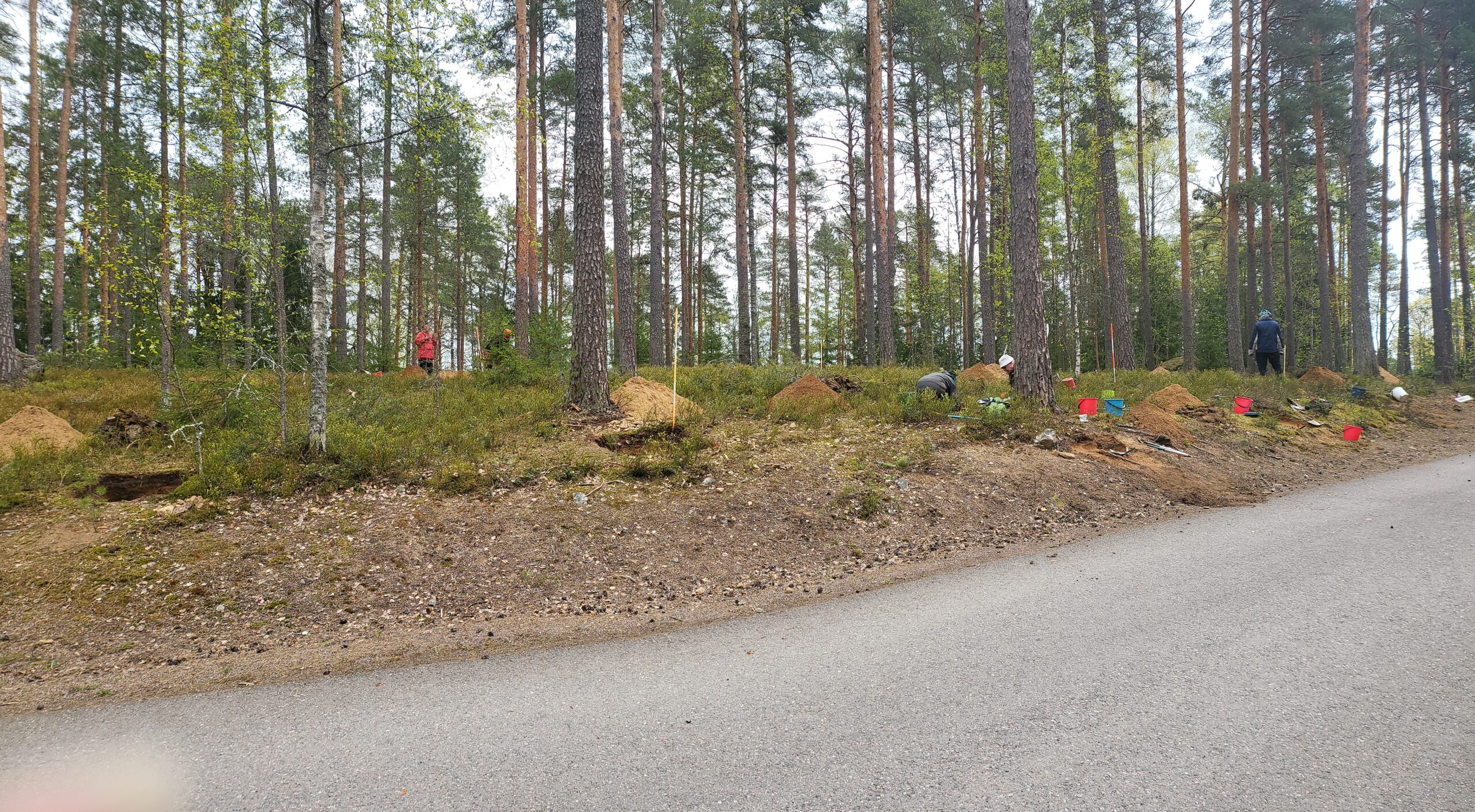Kivikautinen asuinpaikka mäntymetsässä.